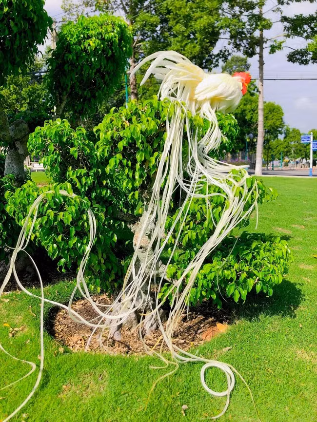 Năm 2015, anh Nguyễn Văn Hiền, trú tại Phường 2, TP. Tây Ninh (Tây Ninh) đã chi số tiền 143 triệu đồng để sở hữu 1 cặp gà Onagadori. (Ảnh: Nguyễn Hiền).