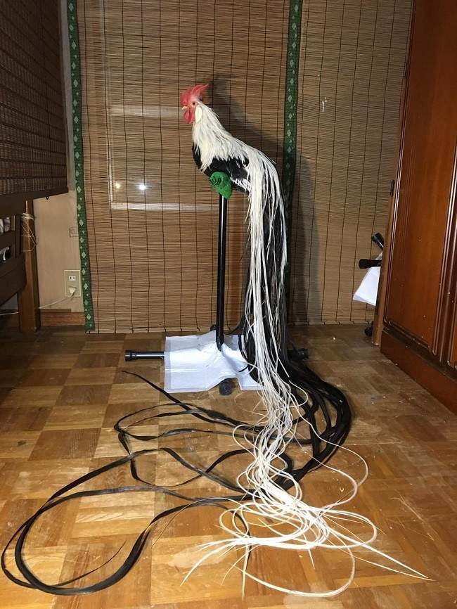 Để nuôi loại gà này, người nuôi cũng phải thiết kế chuồng nuôi thật cao để tránh đuôi chạm đất, bẩn và dễ hư hỏng.