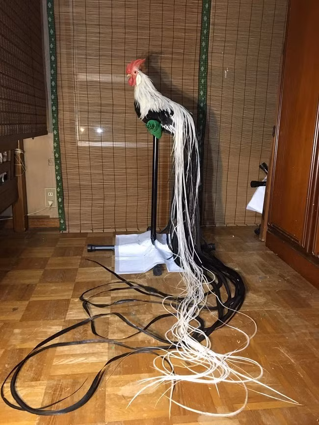 Để nuôi loại gà này, người nuôi cũng phải thiết kế chuồng nuôi thật cao để tránh đuôi chạm đất, bẩn và dễ hư hỏng.