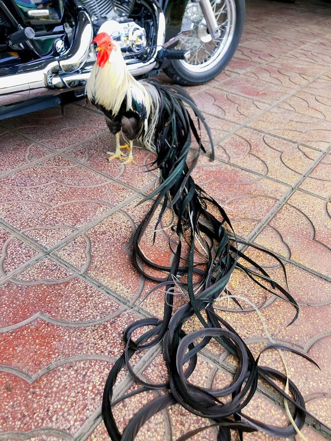 Thức ăn của loại gà này cũng như các loại gà khác, chủ yếu là cám, gạo. Tuy nhiên, chúng ăn theo giờ nhất định và không ăn quá no.