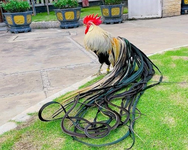 Dựa vào chiều dài của đuôi, màu lông, phong thái, dáng đi và tiếng gáy mà định giá con gà đó có giá trị bao nhiêu. (Ảnh: Châu Tấn Phát).