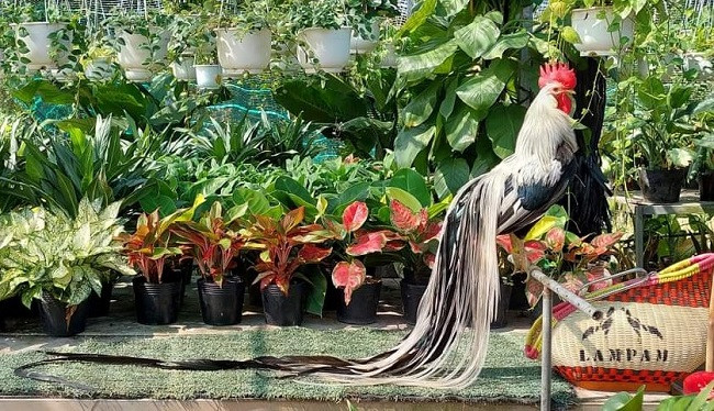 Mỗi con gà Onagadori trên 5 tháng được bán với giá từ 8-15 triệu đồng. Thậm chí có những con bán được với giá trên 60 triệu đồng. (Ảnh: Châu Tấn Phát).