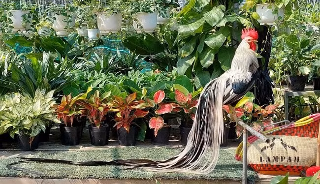 Mỗi con gà Onagadori trên 5 tháng được bán với giá từ 8-15 triệu đồng. Thậm chí có những con bán được với giá trên 60 triệu đồng. (Ảnh: Châu Tấn Phát).