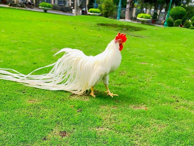 Để con gà luôn sạch sẽ và khoẻ mạnh, anh Hiền tắm cho nó thường xuyên với dầu gội và dầu xả, đồng thời giữ gìn cẩn thận để lông không bị gãy.