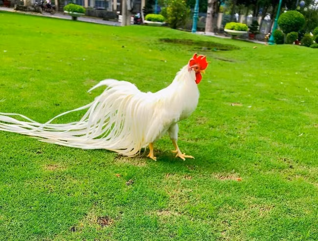 Để con gà luôn sạch sẽ và khoẻ mạnh, anh Hiền tắm cho nó thường xuyên với dầu gội và dầu xả, đồng thời giữ gìn cẩn thận để lông không bị gãy.