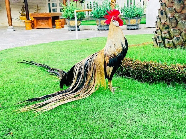 Màu lông phổ biến của gà Onagadori là màu chuối, nhạn, điều… (Ảnh: Châu Tấn Phát).