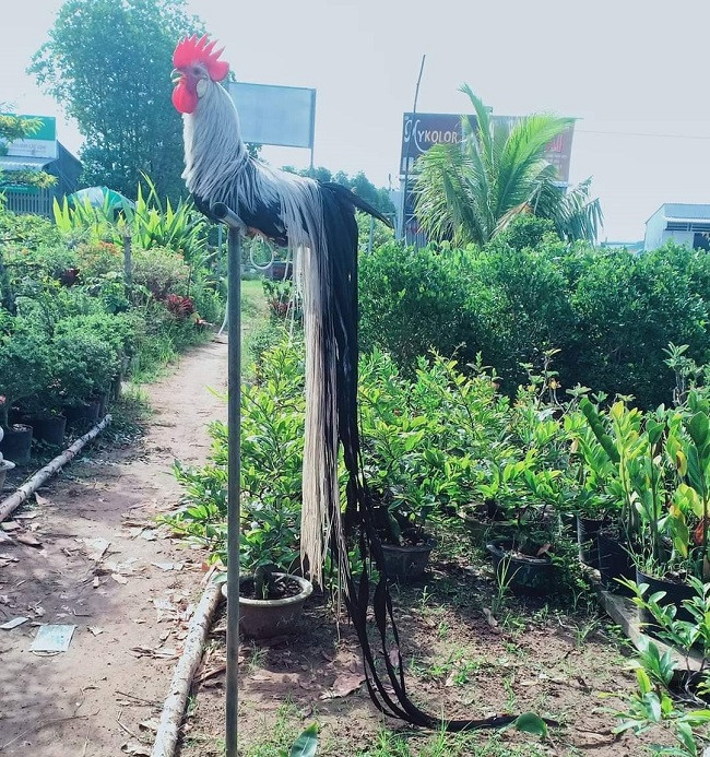 Đây là giống gà quý, được phát hiện từ năm 1804 tại Nhật Bản với bộ đuôi dài trên 2 mét. Đến năm 1970, nước này ghi nhận một con gà Onagadori có bộ đuôi kỷ lục lên tới 13 mét. (Ảnh: Châu Tấn Phát).