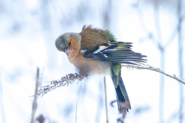 Ai sinh ngay Am lich nay tinh tinh rong rai, quy nhan yeu quy-Hinh-3