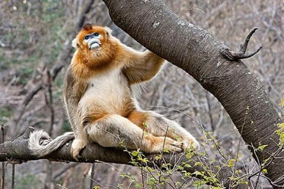 Con giap nu nao co duyen lay chong nha giau dai gia, 9/10 nguoi phu quy giau sang