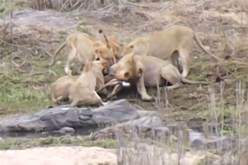 Bầy sư tử đói xé xác linh dương cực kỳ dã man ảnh 1