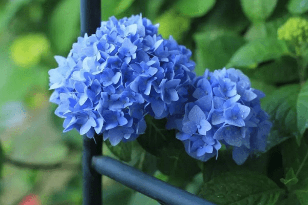 15 ngay toi, 3 con giap muon phien qua di, tien tai chinh thuc bung no