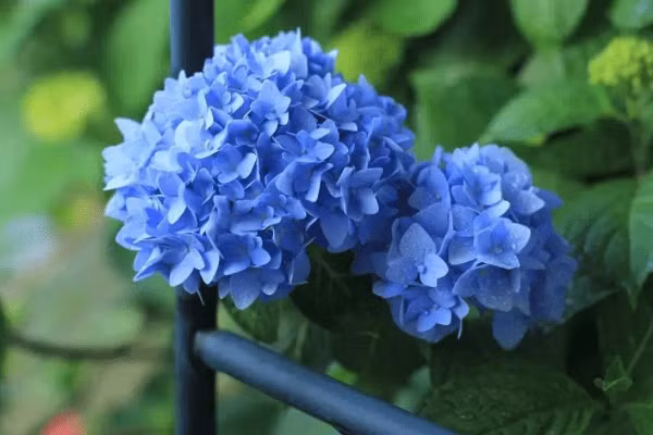 15 ngay toi, 3 con giap muon phien qua di, tien tai chinh thuc bung no