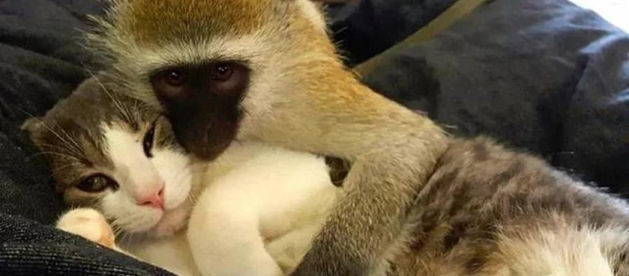 Bên cạnh đó, nhờ vượng khí Thần Tài và sự trợ giúp của quý nhân nên con giáp này hoàn thành được mục tiêu lớn của mình. Mão có thể mua được nhà với diện tích lớn hơn, khang trang hơn, đẹp hơn rất nhiều. Đây là thành quả cho sự nỗ lực của Mão và cả nửa kia.