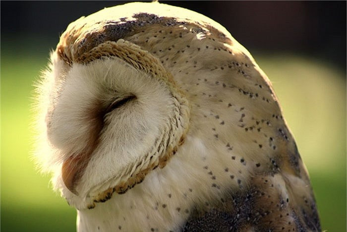  Cú lợn là loài chim rất thông minh, đáng yêu. Tuy nhiên, ở Việt Nam, chúng bị coi là quỷ dữ, khi người ta tin rằng, chúng là điềm báo cho một cái chết.