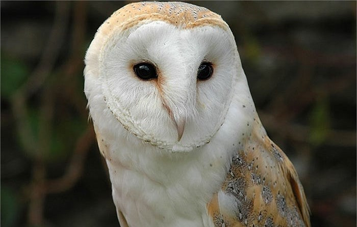 Vì quan niệm như vậy, nên khi tiếng chim lợn kêu éc éc thành tràng dài não nề trong đêm khuya tĩnh mịch, luôn tạo cảm giác rợn người.