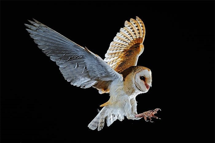 Mặc dù cú lợn rừng có vùng phân bố rộng nhưng số lượng cá thể ít, hiếm gặp.