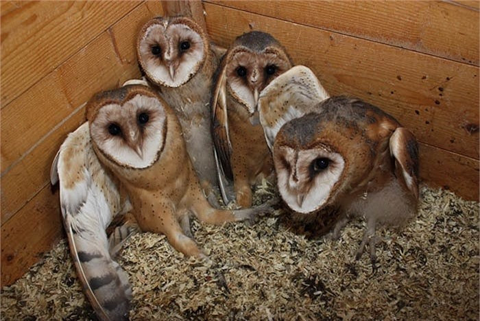 Họ cú lợn là một trong hai họ động vật thuộc bộ cú. Một số loài thấy ở Việt Nam thường được gọi chung là chim lợn do tiếng kêu của nó giống tiếng lợn. Cú lợn là họ cú cỡ trung bình và lớn, đầu to, chân khỏe với móng vuốt sắc. Nét đặc thù của chúng là mặt dẹt như cái đĩa, hình trái tim, được tạo bởi lông vũ. Những lông vũ này còn có tác dụng định vị và khuyếch đại âm thanh khi săn mồi. Lông vũ ở cánh cú lợn cũng có cấu tạo đặc biệt nên không phát ra tiếng động khi bay, giúp chúng nghe tốt hơn và tránh được sự phát hiện của con mồi. Cú lợn có lưng từ màu xám đến nâu, ngực và bụng màu sáng hơn, có thể có đốm.