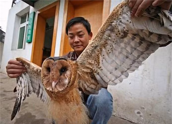 Từ “chim lợn” cũng dành cho những người làm ăn phi pháp, buôn lậu. Sự gán ghép oan uổng đó khiến việc bảo tồn loài vật này càng thêm khó khăn.