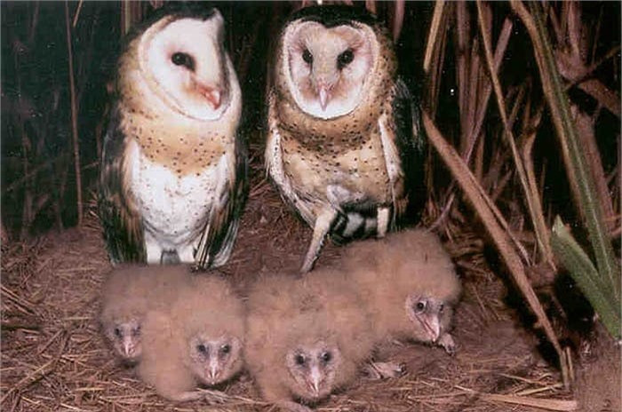 Hiện tại cũng chưa xác định được còn bao nhiêu cá thể tồn tại trong tự nhiên. Mặc dù chim lợn là loài thiên địch, rất quý, song vì quan niệm dị đoan, nên chúng ta đang có sự phân biệt đối sử với loài chim này.