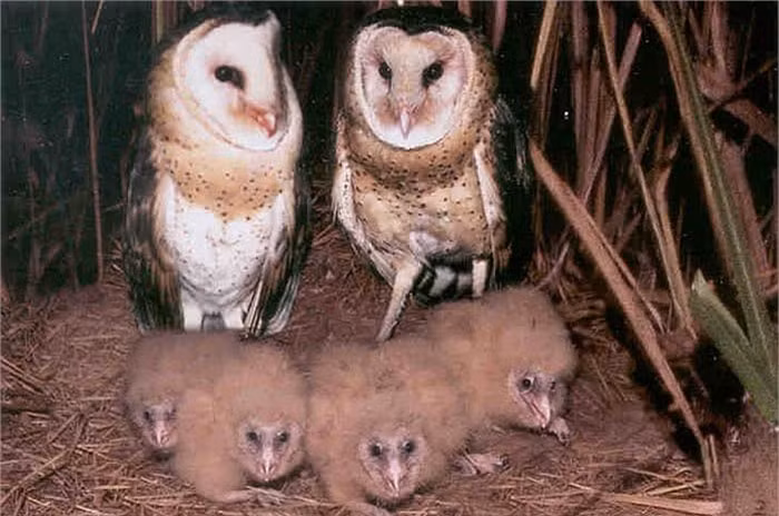 Hiện tại cũng chưa xác định được còn bao nhiêu cá thể tồn tại trong tự nhiên. Mặc dù chim lợn là loài thiên địch, rất quý, song vì quan niệm dị đoan, nên chúng ta đang có sự phân biệt đối sử với loài chim này.