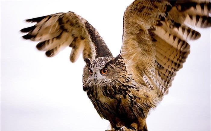 Ở Việt Nam có 3 loài cú lợn, gồm cú lợn lưng xám (Tyto alba stertens), cú lợn rừng phương Đông (Phodilus badius saturatus) và cú lợn lưng nâu (Tyto longimembris).