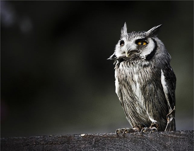 Cú lợn lưng xám và cú lợn lưng nâu được xếp vào các loài động vật là thiên địch của chuột (thức ăn chính là chuột), bị nghiêm cấm khai thác từ tự nhiên. Cú lợn rừng được đưa vào sách đỏ Việt Nam (mức độ nguy cấp bậc T - bị đe dọa). Đây là loài có giá trị thẩm mỹ và khoa học, là nguồn gen quý.