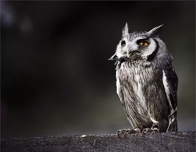 Cú lợn lưng xám và cú lợn lưng nâu được xếp vào các loài động vật là thiên địch của chuột (thức ăn chính là chuột), bị nghiêm cấm khai thác từ tự nhiên. Cú lợn rừng được đưa vào sách đỏ Việt Nam (mức độ nguy cấp bậc T - bị đe dọa). Đây là loài có giá trị thẩm mỹ và khoa học, là nguồn gen quý.