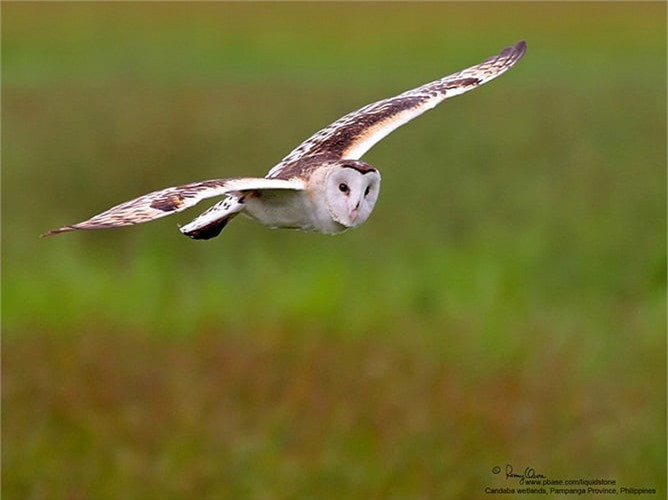 Cú lợn là chim săn mồi, hoạt động chủ yếu về đêm, thường sống thành đôi hoặc đơn độc và không di trú. Trông loài vật này có vẻ chậm chạp, điềm tĩnh và bí ẩn, nhưng chúng thực sự là những sát thủ, với tốc độ của một cơn gió và những móng chân sắc như dao.