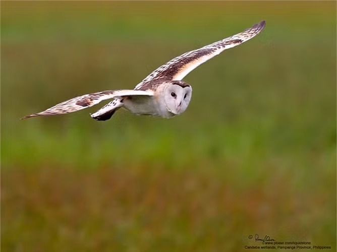 Cú lợn là chim săn mồi, hoạt động chủ yếu về đêm, thường sống thành đôi hoặc đơn độc và không di trú. Trông loài vật này có vẻ chậm chạp, điềm tĩnh và bí ẩn, nhưng chúng thực sự là những sát thủ, với tốc độ của một cơn gió và những móng chân sắc như dao.