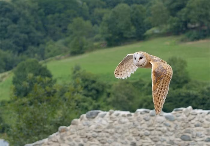 Người Việt tin rằng, chim lợn kêu ở đầu hồi nhà ai thì nhà đó có người sắp chết. Chim cú lợn kêu 7 tiếng thì cái chết ứng vào nam giới, còn 9 tiếng thì ứng vào nữ giới.