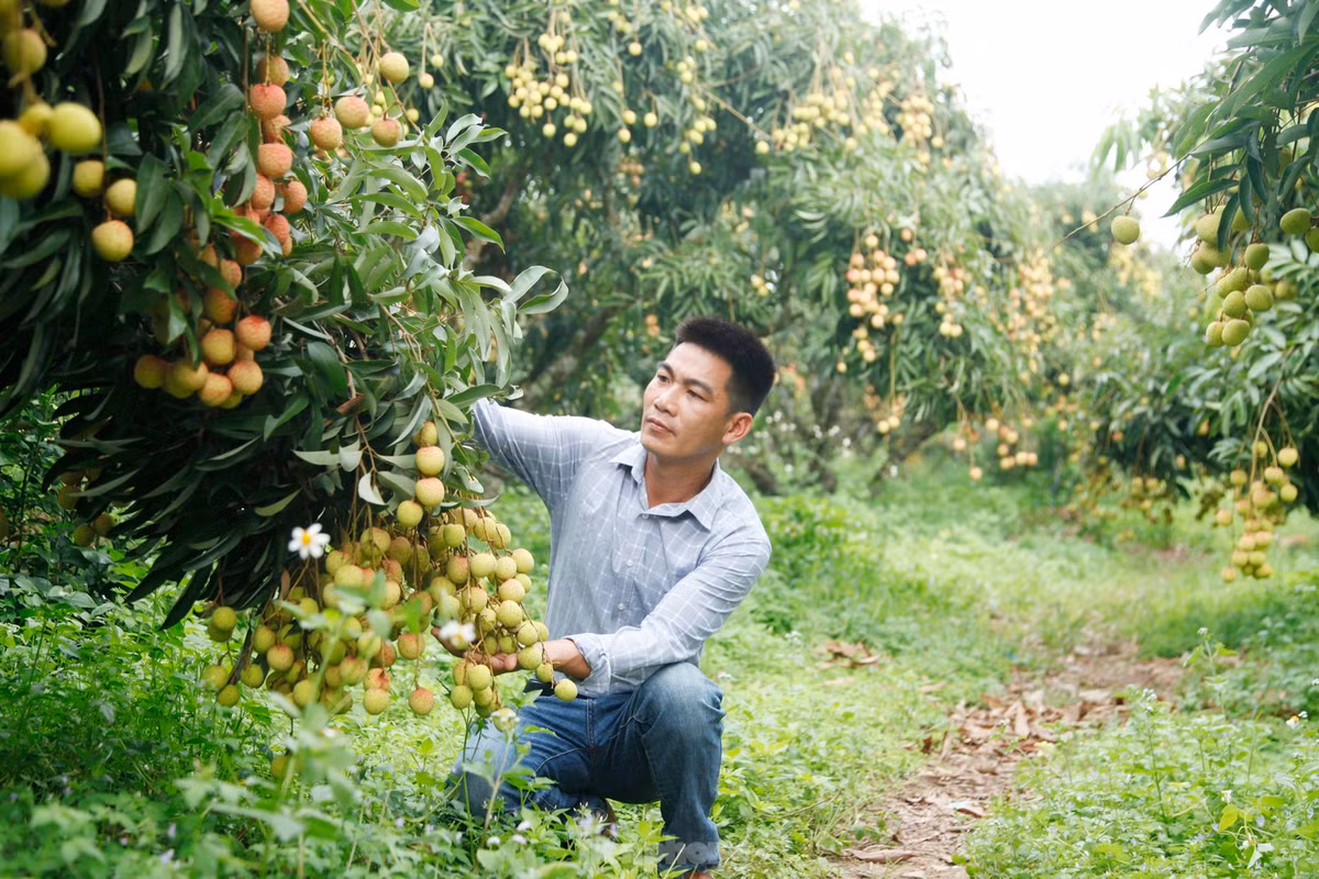 Anh Phương cho biết, năm nay do thời tiết thay đổi, anh để vải thiều ra lộc đợt 2, rồi làm kỹ thuật ép cây ra hoa. Các năm trước, anh để cây vải ra lộc đợt 3, rồi mới ép cây ra hoa. Sự thay đổi về kỹ thuật canh tác này giúp vườn vải nhà anh đậu nhiều quả. Ảnh: Nguyễn Thắng.
