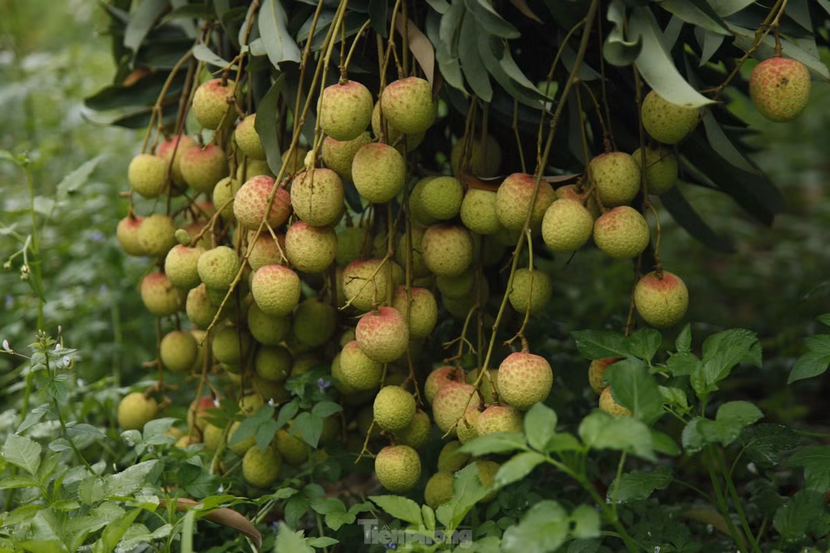 Cây vải thiều vườn nhà anh Phương đậu quả rủ xuống đất. Ảnh: Nguyễn Thắng.