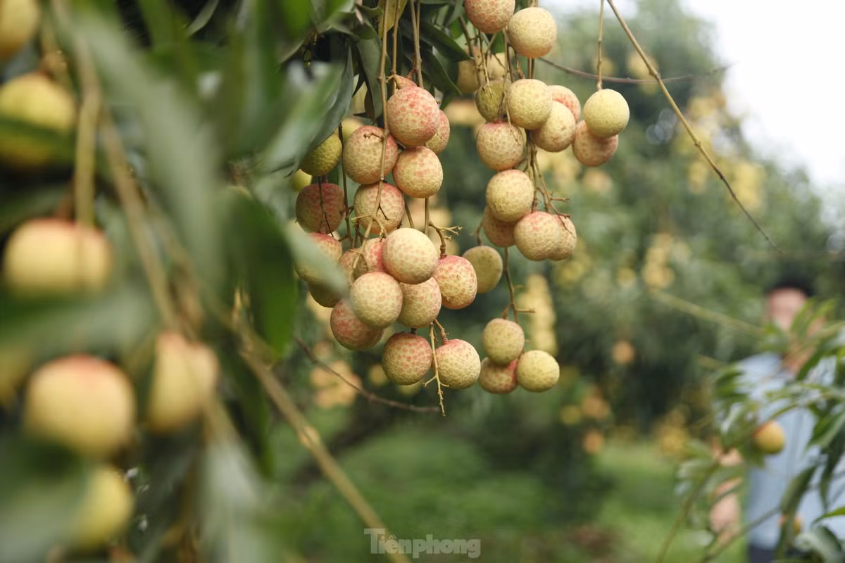 Tỉnh Bắc Giang bắt đầu thu hoạch vải thiều sớm từ khoảng giữa tháng 5 đến cuối tháng 6, sau đó đến vải chính vụ.