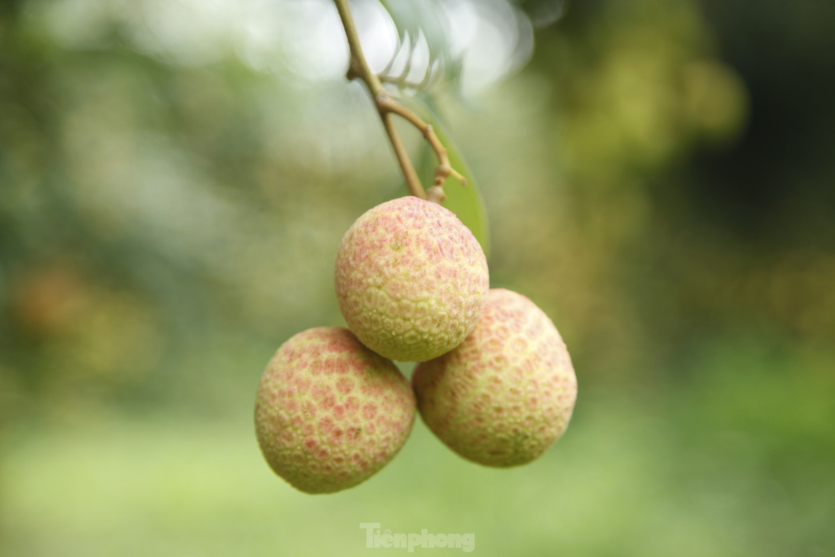 Thị trường xuất khẩu chủ yếu của vải thiều tỉnh Bắc Giang là Trung Quốc chiếm khoảng 85-90% và khoảng 10-15% vào một số thị trường khác như Mỹ, Nhật Bản, các nước Đông Nam Á, các nước châu Âu. Ảnh: Nguyễn Thắng.