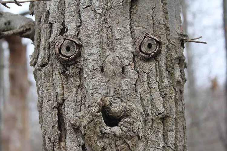 Tại sao chúng ta nghe thấy ai đó gọi tên mình khi vào rừng? Tai sao chung ta nghe thay ai do goi ten minh khi vao rung?