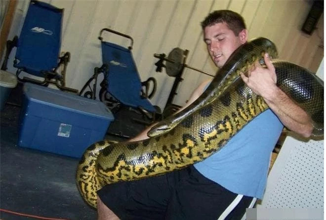 Con ran lon nhat tren Trai dat duoc tim thay to co nao?-Hinh-2