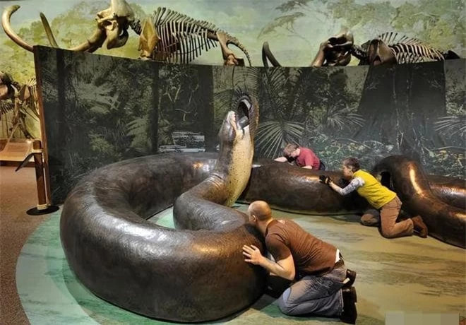 Con ran lon nhat tren Trai dat duoc tim thay to co nao?-Hinh-4