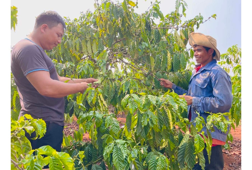 Đây là người đầu tiên của làng Phung ở Gia Lai trồng cà phê - Hình 2 Day la nguoi dau tien cua lang Phung o Gia Lai trong ca phe-Hinh-2