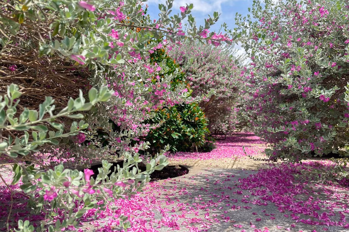 Thich thu check in vuon hoa tuyet son phi hong tai TP Ho Chi Minh-Hinh-6