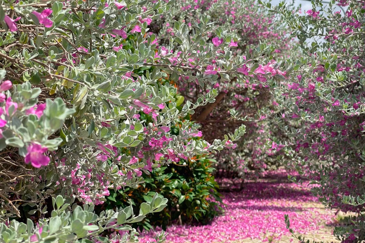 Thich thu check in vuon hoa tuyet son phi hong tai TP Ho Chi Minh-Hinh-7