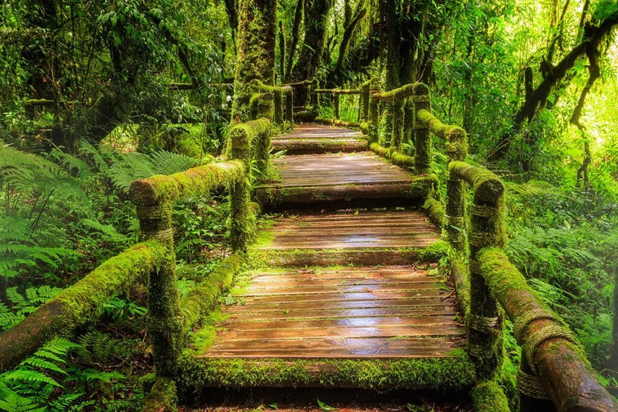 Du khách có thể tự khám phá hơn 8 dặm (13 km) đường mòn hoặc có hướng dẫn viên. Monteverde chỉ cách San Jose Costa Rica 3 giờ. Ảnh: Monteverdeinfo.