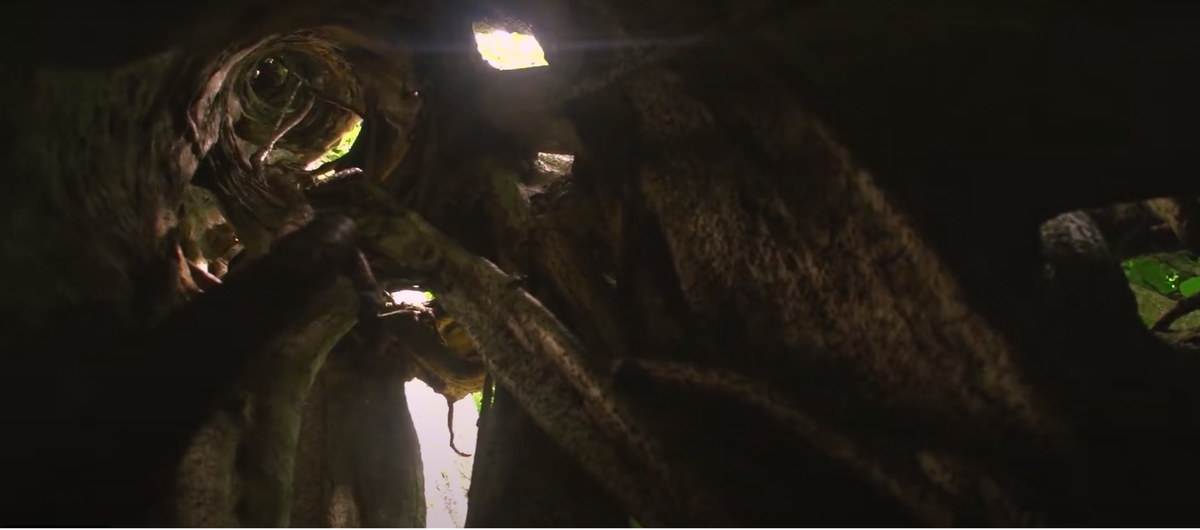 Cây cổ thụ độc đáo hàng trăng năm tuổi. Ảnh: Monteverdeinfo.