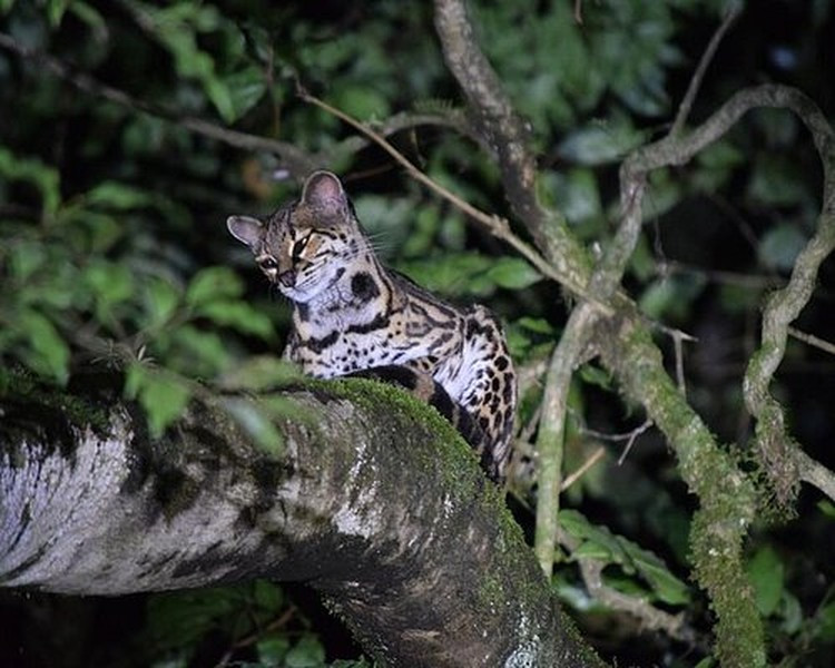 Đây là một trong số ít môi trường sống còn lại hỗ trợ cả sáu loài thuộc họ mèo: báo đốm, mèo gấm, báo sư tử, mèo rừng, mèo margay và mèo jaguarundis, cũng như loài chim chuông ba yếm đang có nguy cơ tuyệt chủng và chim quetzal lộng lẫy. Ảnh: Tripadvisor.