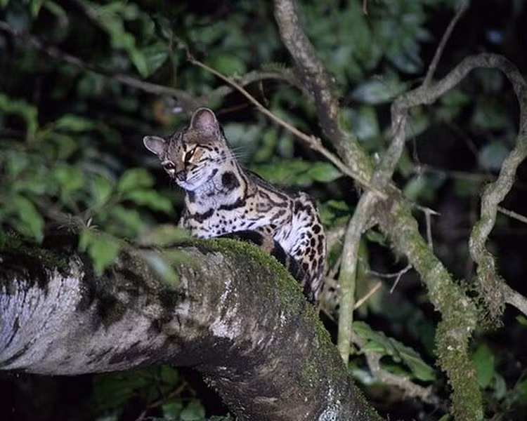 Đây là một trong số ít môi trường sống còn lại hỗ trợ cả sáu loài thuộc họ mèo: báo đốm, mèo gấm, báo sư tử, mèo rừng, mèo margay và mèo jaguarundis, cũng như loài chim chuông ba yếm đang có nguy cơ tuyệt chủng và chim quetzal lộng lẫy. Ảnh: Tripadvisor.