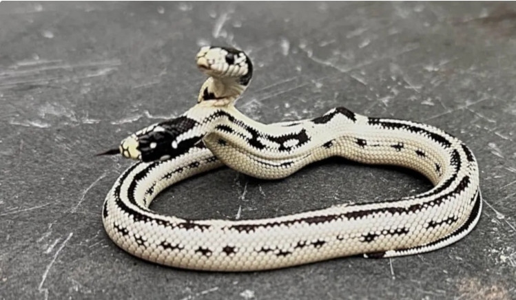 Kinh ngạc rắn hai đầu được trả 1,3 tỷ chủ quyết không bán Kinh ngac ran hai dau duoc tra 1,3 ty chu quyet khong ban