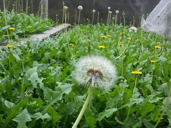 Với nhiều người dân Việt Nam, bồ công anh chỉ là cây dại vô giá trị. Nhưng trên thực tế, bồ công anh sở hữu nhiều giá trị về mặt thực phẩm, dược liệu và có giá trị kinh tế cao. Ảnh: Internet