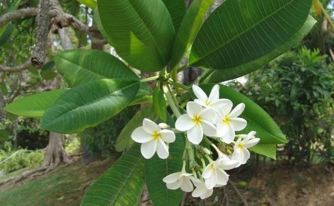 5 loai hoa nay de trong nha nhu moi goi van xui vao cua-Hinh-2