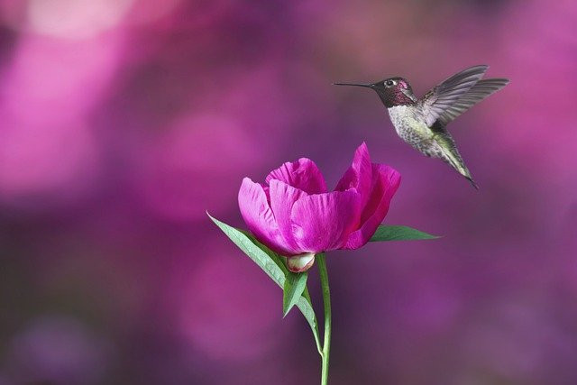 Thang 12 Am lich, 3 con giap ra cua gap quy nhan, don Tet am no-Hinh-2