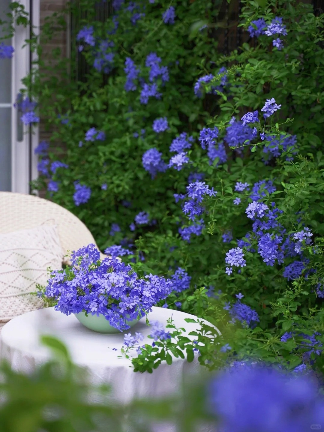 Những khóm hoa nhí rung rinh trong nắng gió khiến bất cứ người nào nhìn vào cũng phải xao xuyến.