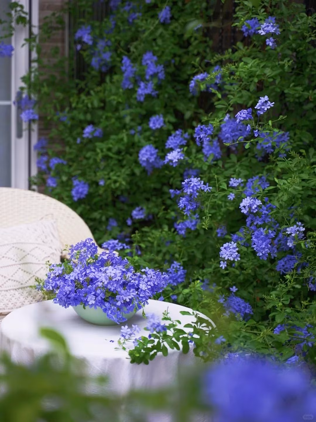 Những khóm hoa nhí rung rinh trong nắng gió khiến bất cứ người nào nhìn vào cũng phải xao xuyến.